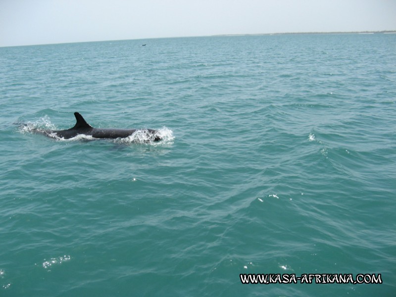 Photos Bijagos Island, Guinea Bissau : Local wildlife - Pilot whale