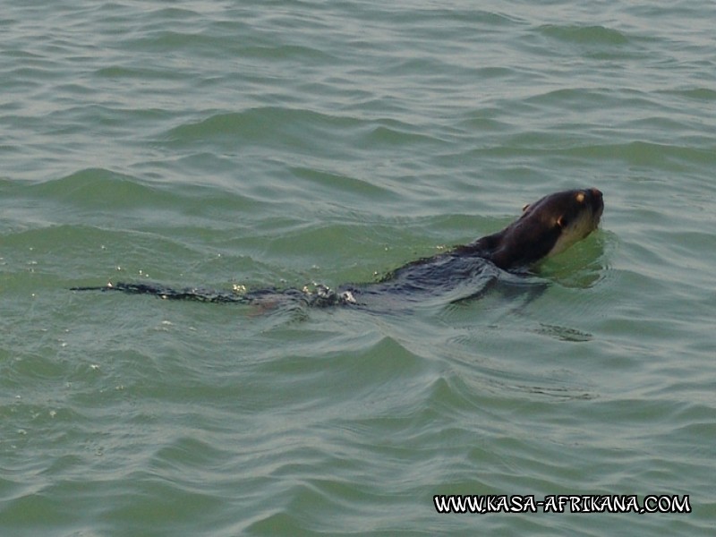 Photos de l'archipel Bijagos Guine Bissau : Faune locale - Loutre  joues blanches