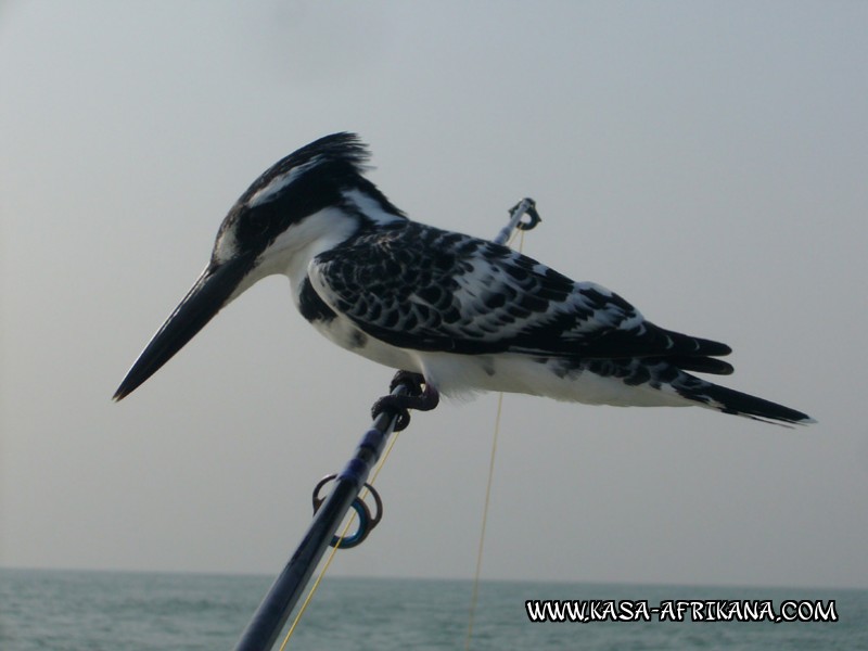 Photos Bijagos Island, Guinea Bissau : Local wildlife - Kingfish