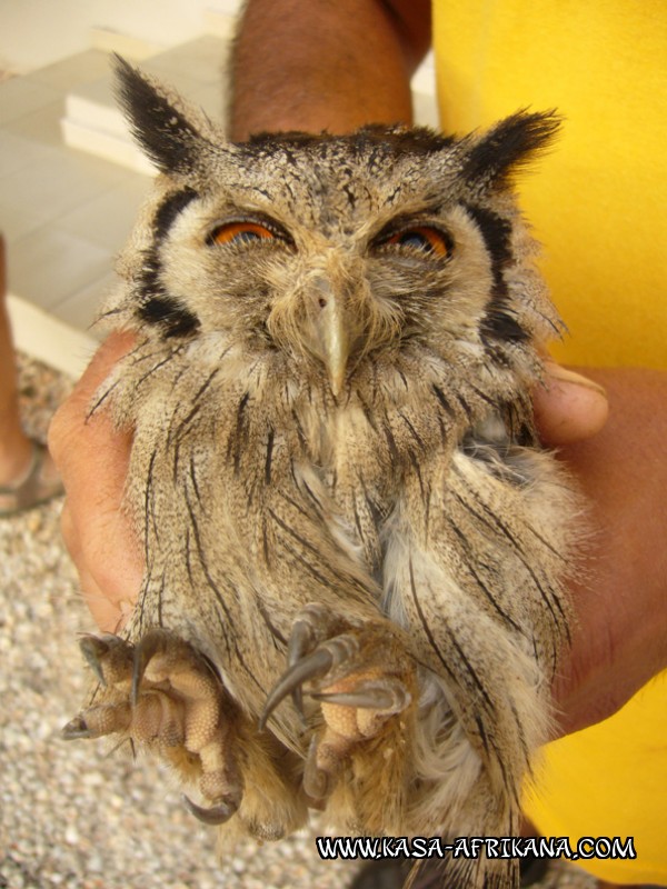 Photos Bijagos Island, Guinea Bissau : Local wildlife - Owl