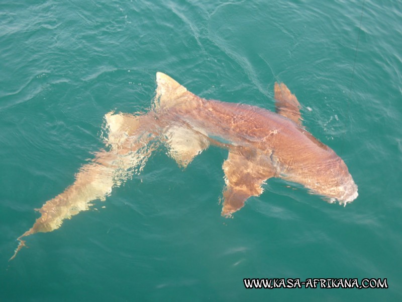 Photos de l'archipel Bijagos Guine Bissau : Poissons de l'archipel - Requin nourrice