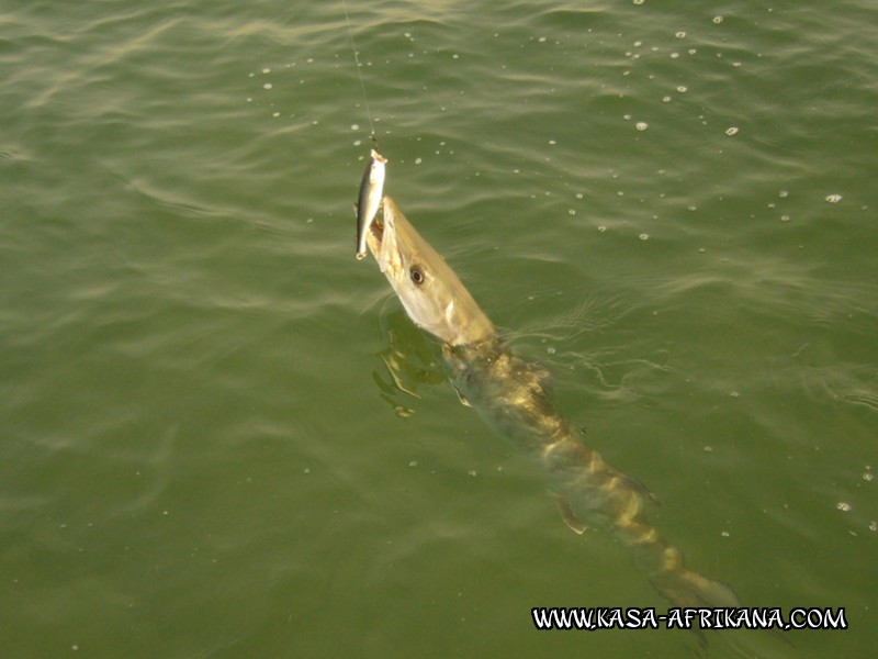 Photos de l'archipel Bijagos Guine Bissau : Poissons de l'archipel - Barracuda