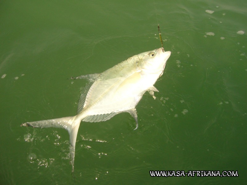 Photos de l'archipel Bijagos Guine Bissau : Poissons de l'archipel - Carangue sngalaise