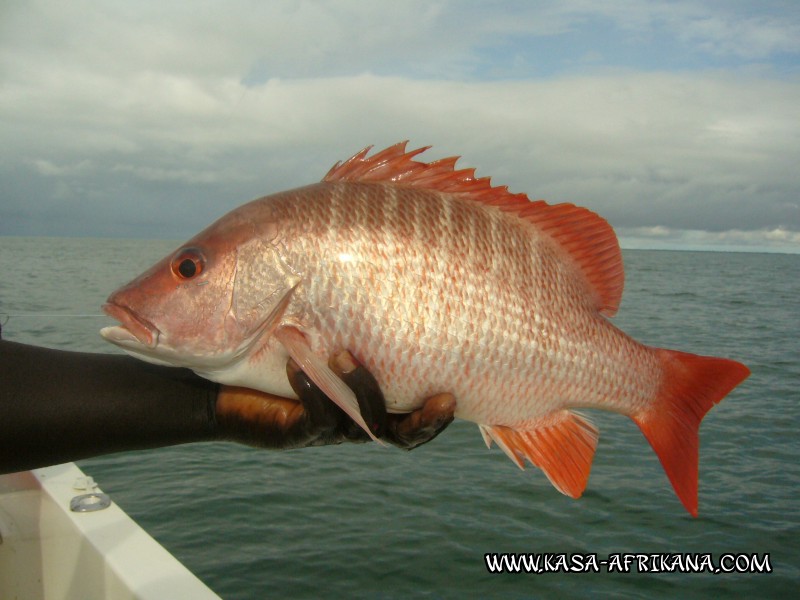 Photos de l'archipel Bijagos Guine Bissau : Poissons de l'archipel - Carpe de roche