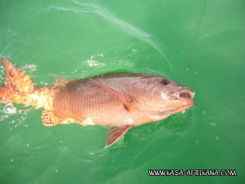 Photos de l'archipel Bijagos Guine Bissau : Poissons de l'archipel - Carpe rouge