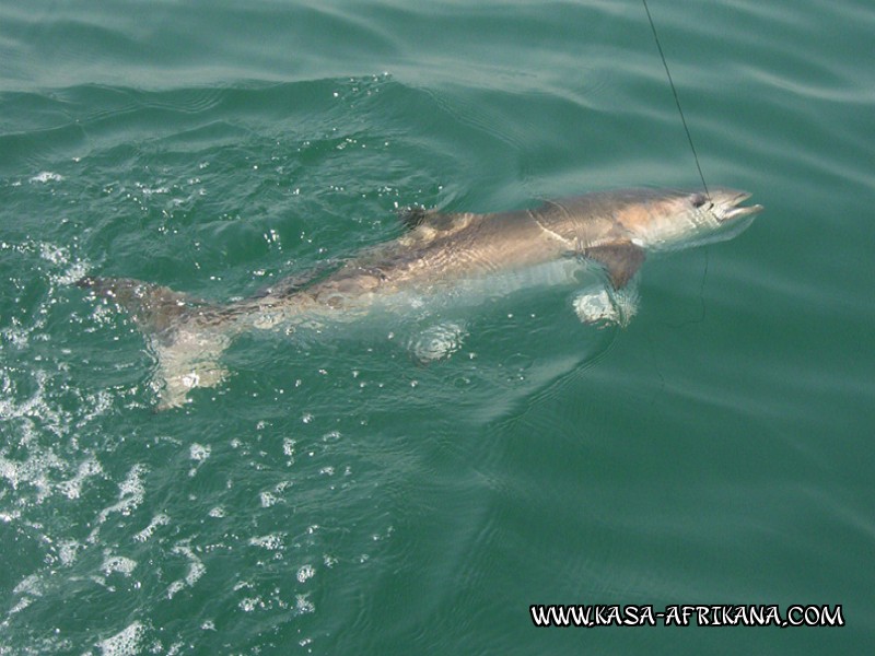 Photos Bijagos Island, Guinea Bissau : Fishes in the archipelago - Cobia