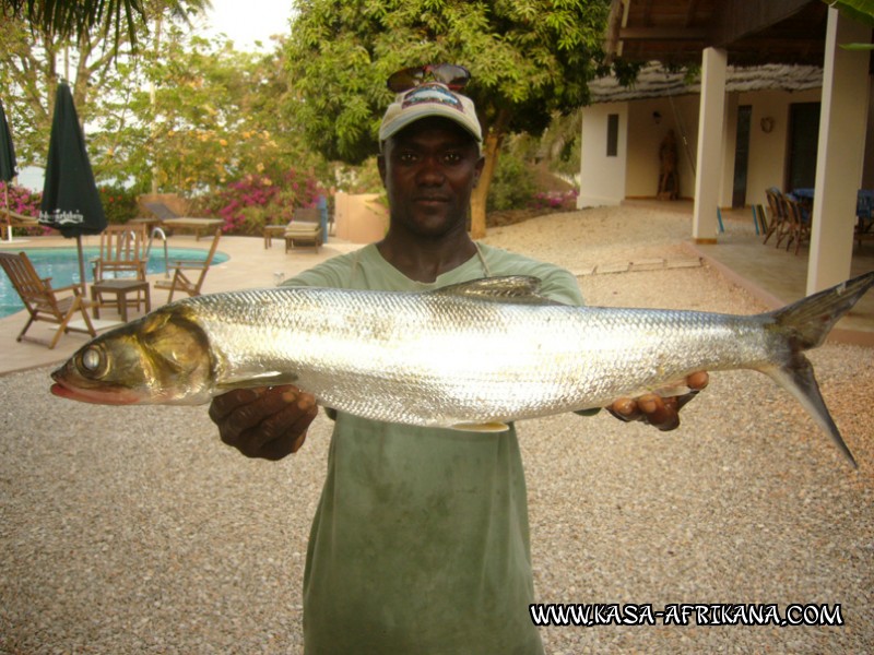 Photos de l'archipel Bijagos Guine Bissau : Poissons de l'archipel - Elops