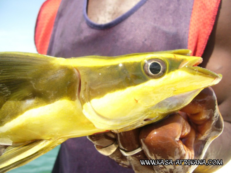 Photos Bijagos Island, Guinea Bissau : Fishes in the archipelago - Remoras
