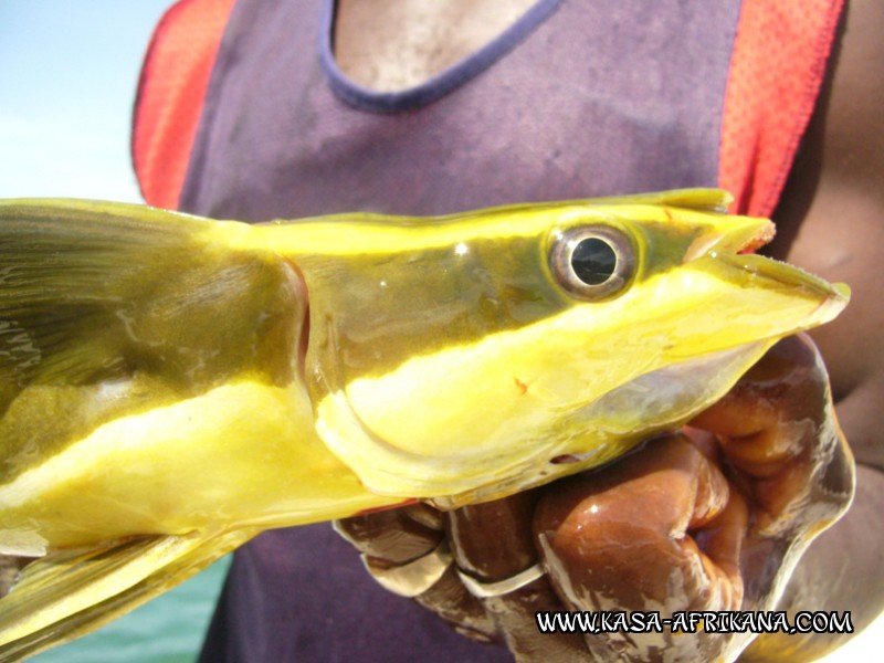 Photos de l'archipel Bijagos Guine Bissau : Poissons de l'archipel - Rmora