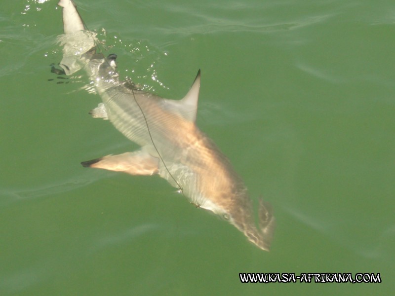 Photos de l'archipel Bijagos Guine Bissau : Poissons de l'archipel - Requin rhizo