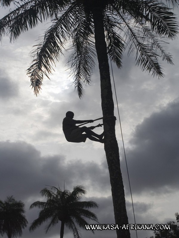 Photos de l'archipel Bijagos Guine Bissau : Peuple Bijagos - Rcolte du vin de palme