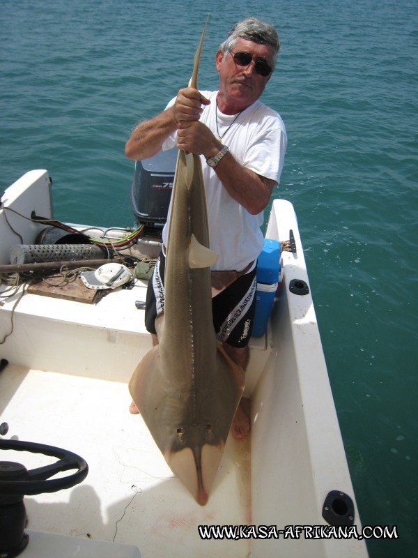 Photos Bijagos Island, Guinea Bissau : Our best catches - Guitarfish