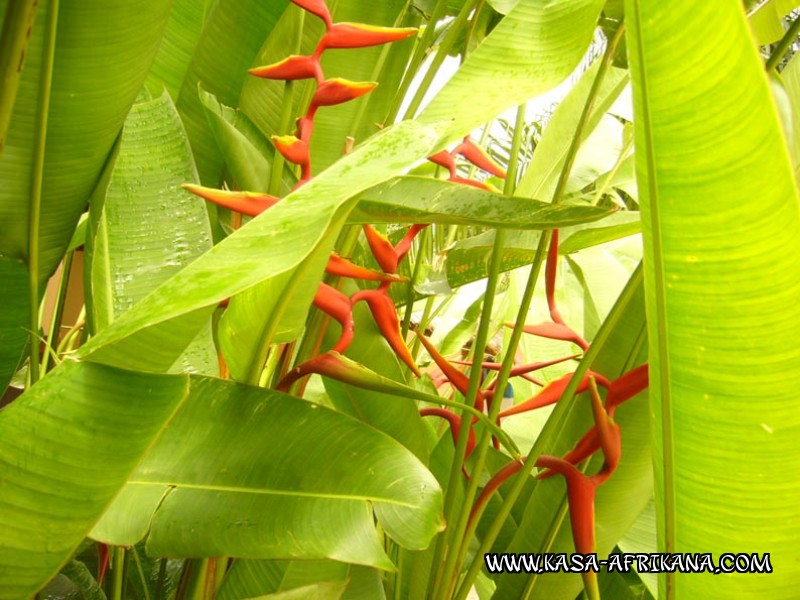 Photos de l'archipel Bijagos Guine Bissau : Jardin de l'hotel - Balisier