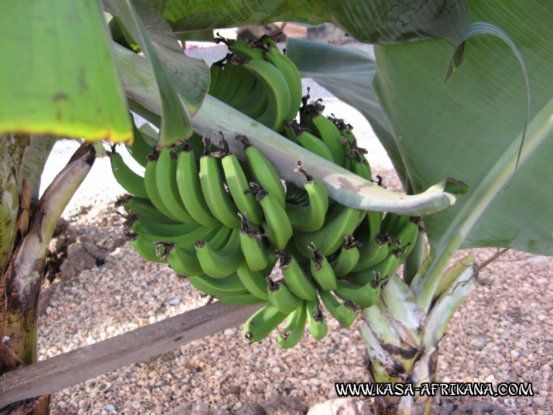 Photos de l'archipel Bijagos Guinée Bissau : Jardin de l'hotel - Bananes du jardin