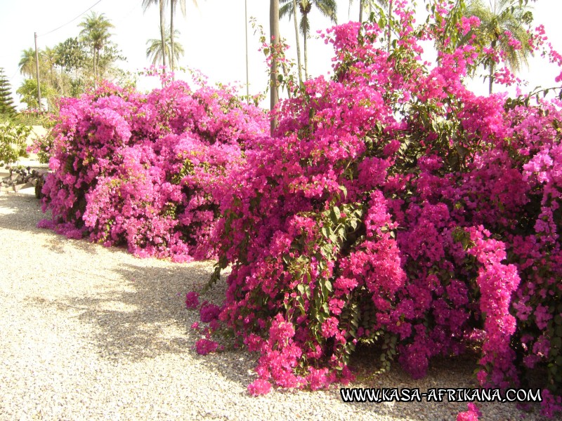 Photos de l'archipel Bijagos Guine Bissau : Jardin de l'hotel - Bougainvilles