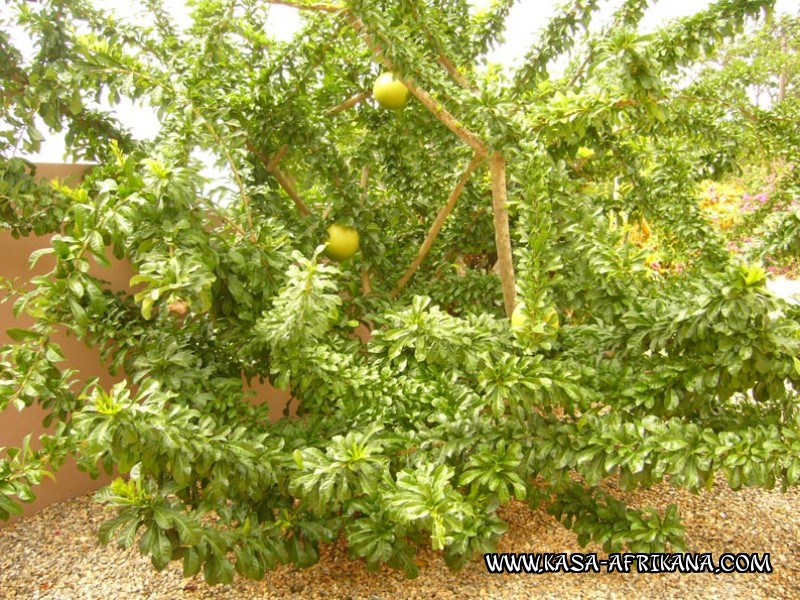 Photos Bijagos Island, Guinea Bissau : The hotel garden - Calabash