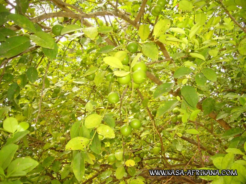 Photos de l'archipel Bijagos Guine Bissau : Jardin de l'hotel - Citrons verts du jardin