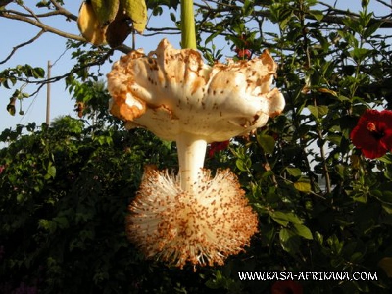 Photos de l'archipel Bijagos Guine Bissau : Jardin de l'hotel - Fleur du baobab