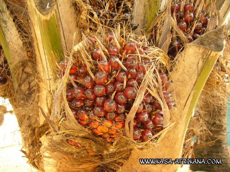 Photos de l'archipel Bijagos Guinée Bissau : Jardin de l'hotel - Fruit du palmier à huile