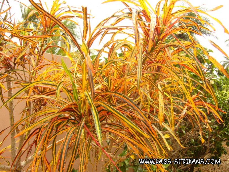 Photos de l'archipel Bijagos Guine Bissau : Jardin de l'hotel - Plante tropicale