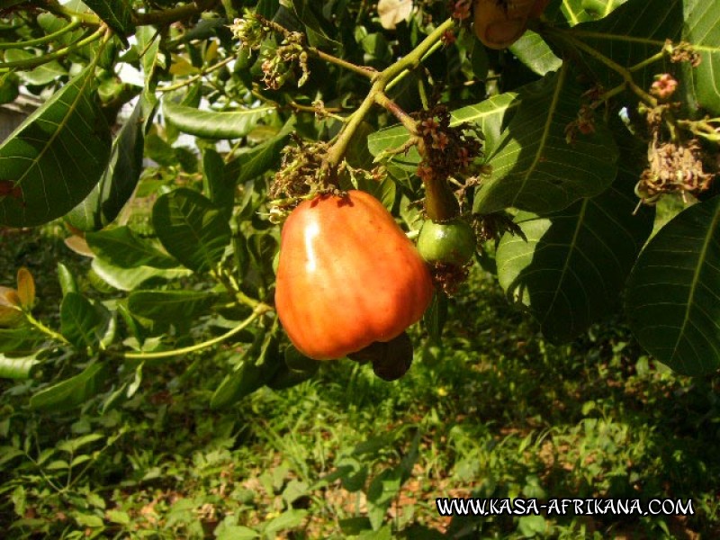 Photos de l'archipel Bijagos Guine Bissau : Jardin de l'hotel - Pomme de cajou