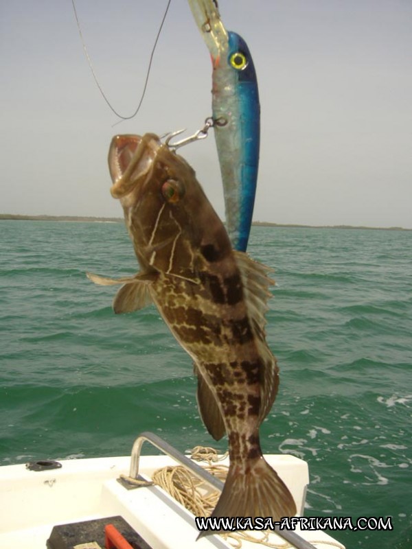 Photos Bijagos Island, Guinea Bissau : Picturesque - Biting off more than one can chew