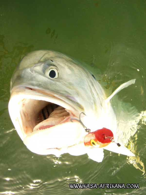 Photos Bijagos Island, Guinea Bissau : Special Jacks - Popper jack