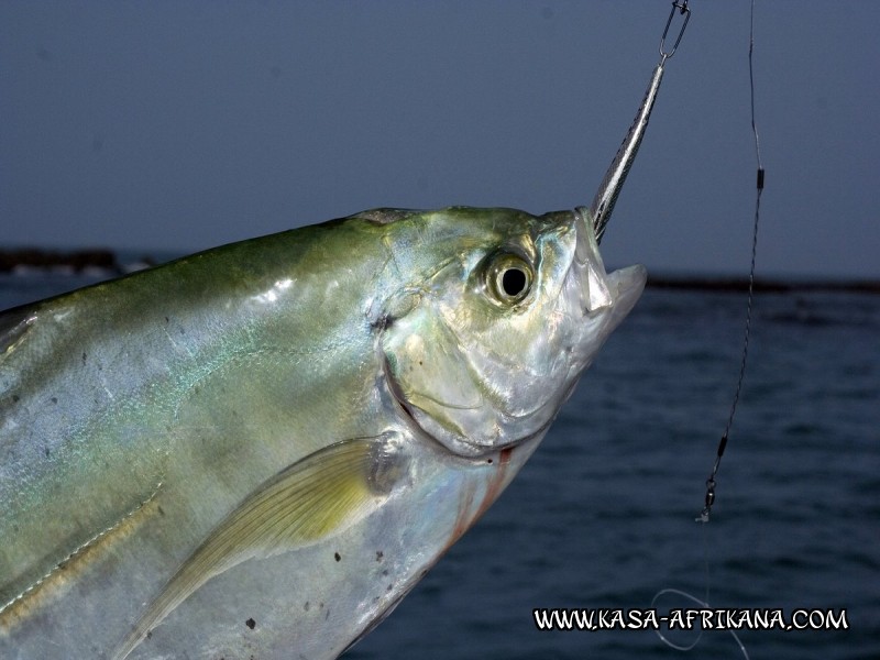 Photos Bijagos Island, Guinea Bissau : Special Jacks - Senegal jack