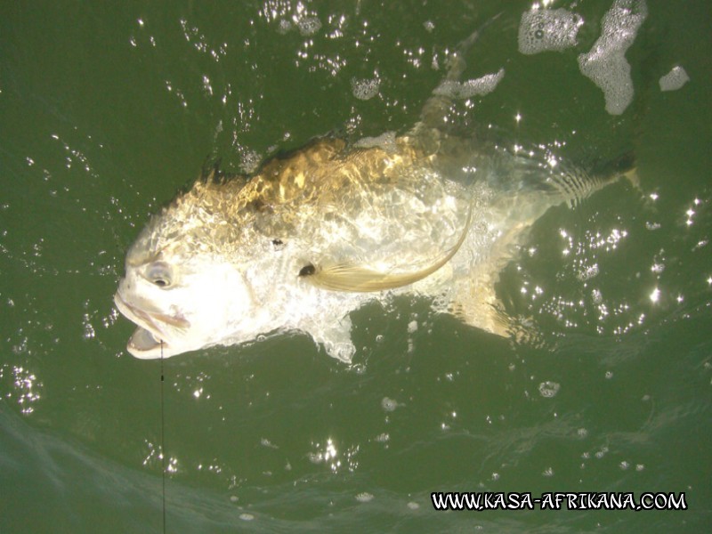 Photos Bijagos Island, Guinea Bissau : Special Jacks - Crevalle jack