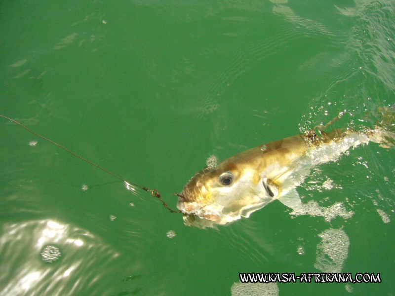 Photos Bijagos Island, Guinea Bissau : Fishes in the archipelago - Parrotfish