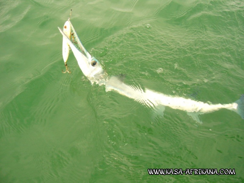 Photos Bijagos Island, Guinea Bissau : Fishes in the archipelago - Tropical needlefish