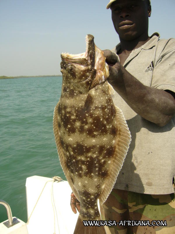 Photos de l'archipel Bijagos Guine Bissau : Poissons de l'archipel - Turbo