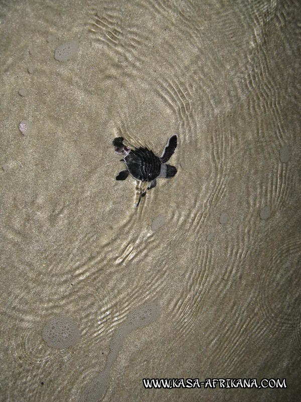 Photos de l'archipel Bijagos Guine Bissau : Faune locale - Tortue