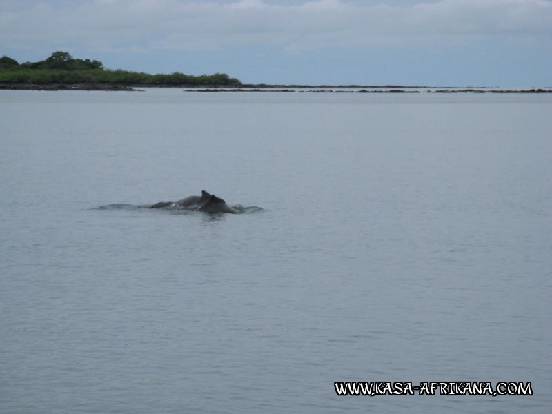 Photos de l'archipel Bijagos Guine Bissau : Faune locale - Dauphins