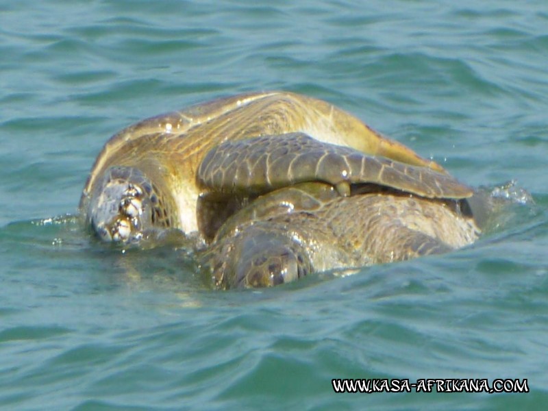 Photos Bijagos Island, Guinea Bissau : Picturesque - 