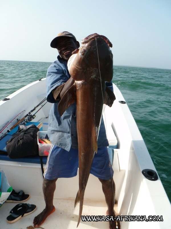 Photos de l'archipel Bijagos Guine Bissau : Nos plus belles prises - Cobia d'enfer