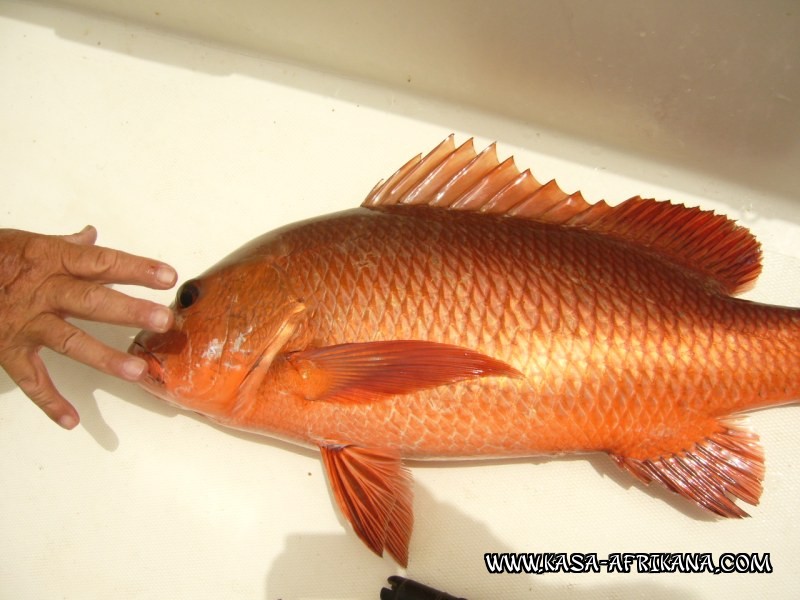 Photos Bijagos Island, Guinea Bissau : Fishes in the archipelago - 