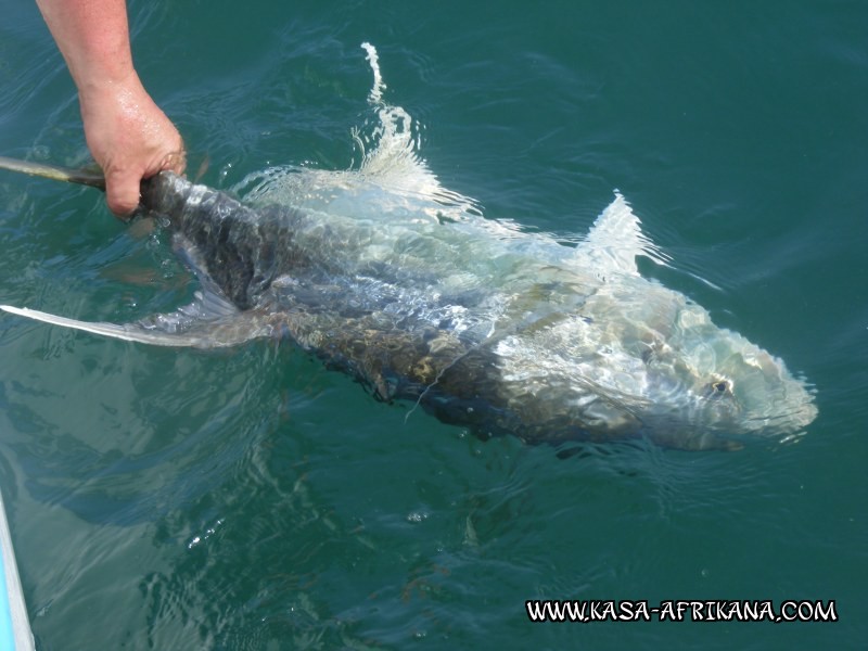 Photos de l'archipel Bijagos Guine Bissau : Poissons de l'archipel - Carangue lugubris