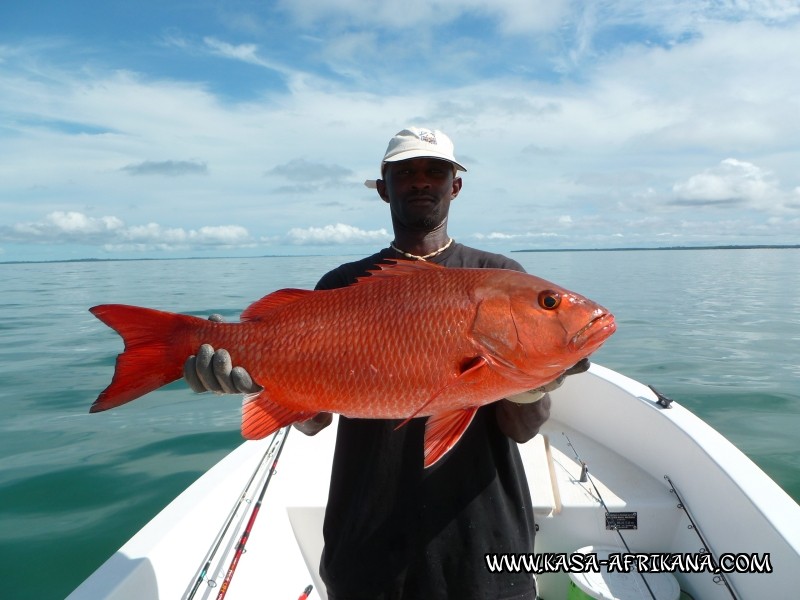 Photos de l'archipel Bijagos Guine Bissau : Poissons de l'archipel - Belle de jour