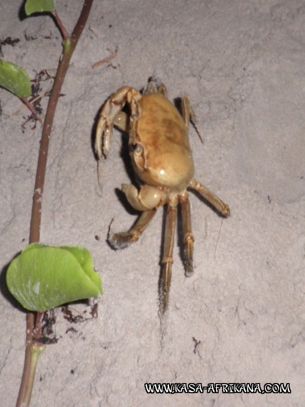 Photos Bijagos Island, Guinea Bissau : Local wildlife - 