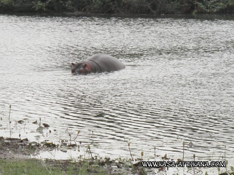 Photos Bijagos Island, Guinea Bissau : Local wildlife - 