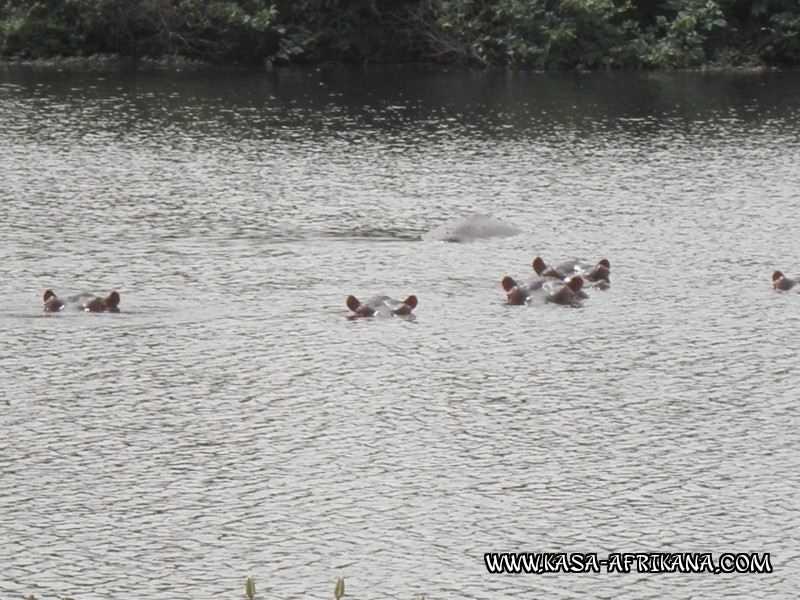 Photos Bijagos Island, Guinea Bissau : Local wildlife - 