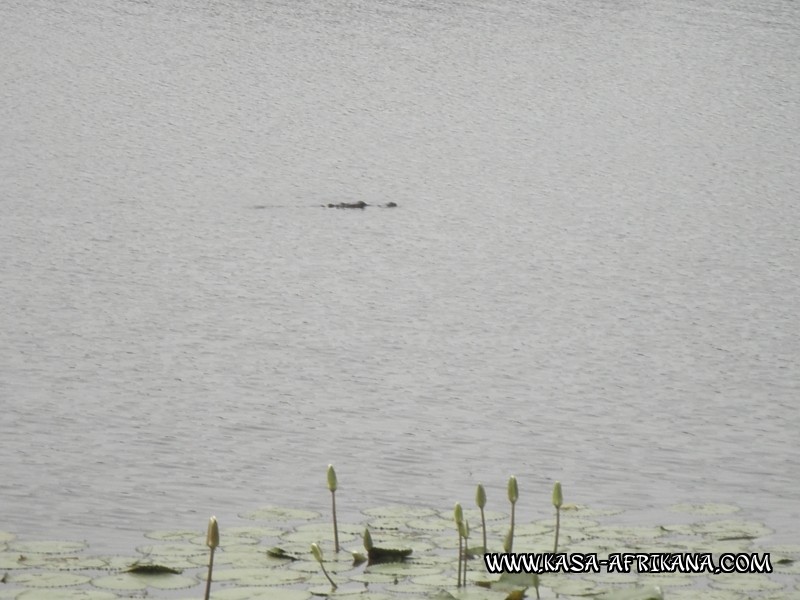 Photos de l'archipel Bijagos Guine Bissau : Faune locale - crocodile