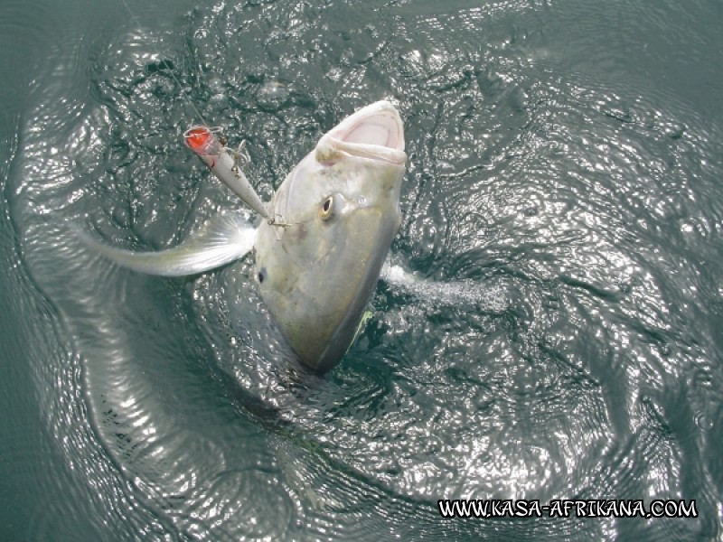 Photos Bijagos Island, Guinea Bissau : Special Jacks - 