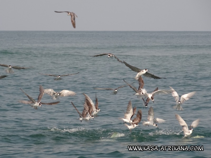 Photos de l'archipel Bijagos Guine Bissau : Pittoresque - oiseaux sur carangues
