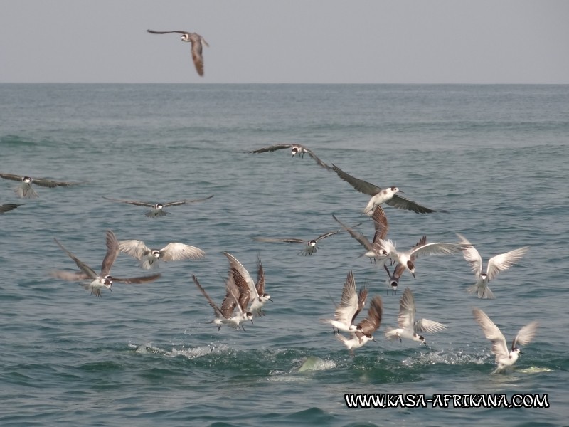 Photos Bijagos Island, Guinea Bissau : Picturesque - 