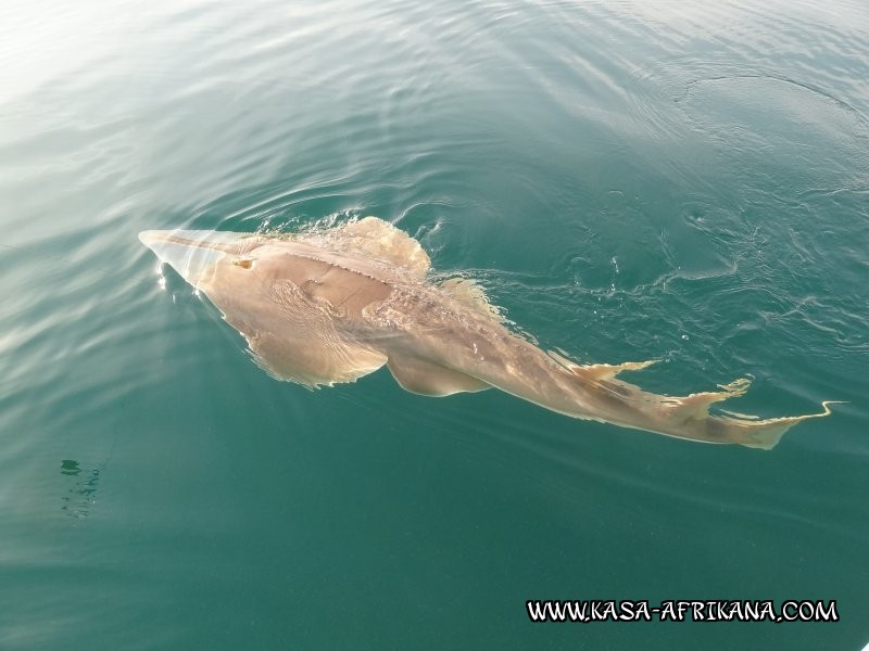 Photos Bijagos Island, Guinea Bissau : Fishes in the archipelago - 