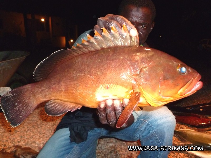 Photos Bijagos Island, Guinea Bissau : Fishes in the archipelago - 