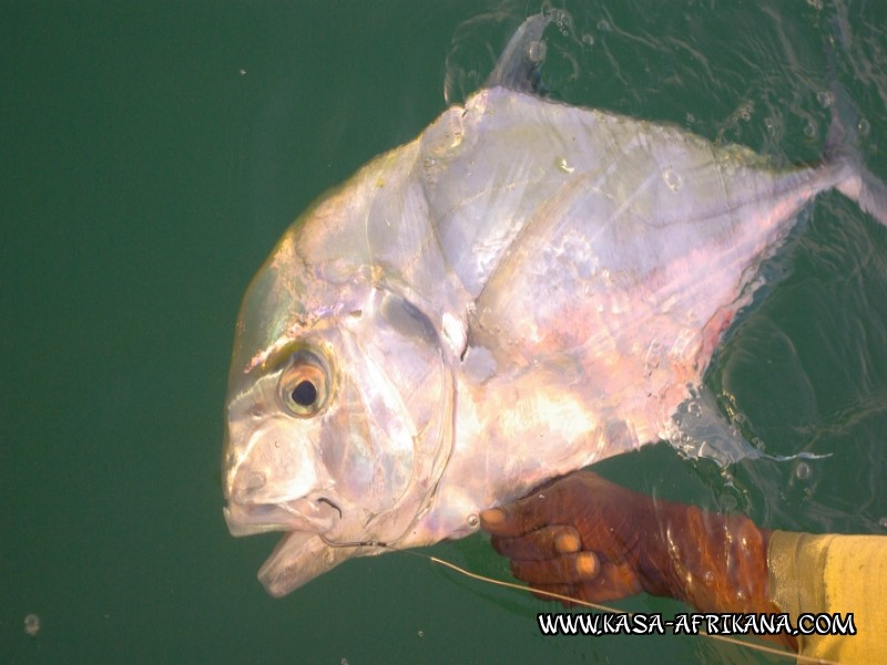 Photos Bijagos Island, Guinea Bissau : Fishes in the archipelago - 