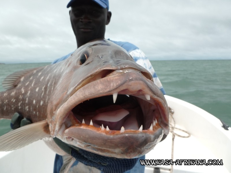 Photos de l'archipel Bijagos Guine Bissau : Poissons de l'archipel - Lutjanus Dentatus